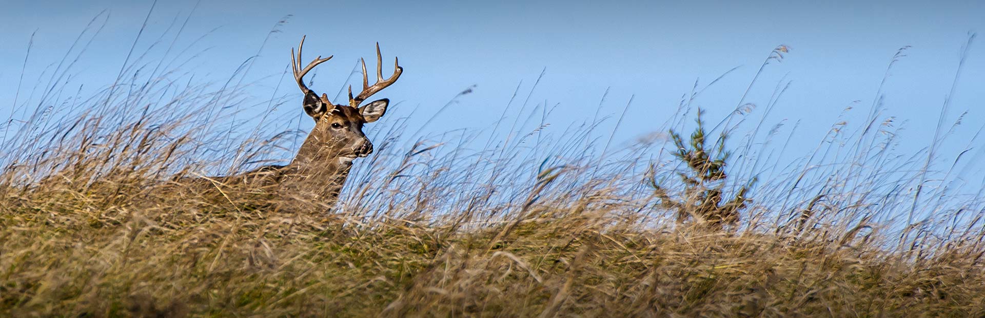 Kansas Whitetail Hunts